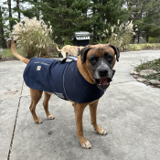 JOE, a Brown BOXER MIX Dog