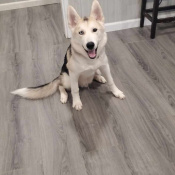 Nico, a White, Dark-grey, Light-grey, Black Siberian Husky Dog