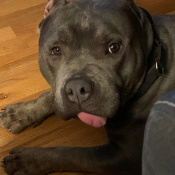 %name%, a %color% %breed% %type%