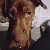 Hazel, a Tan, Red Miniature Pinscher Mix Dog