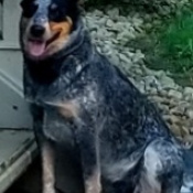 May, a Black, Brown, White AUSTRALIAN SHEPHERD Dog