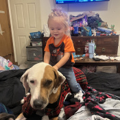 HULK, a White, Brown MIX Dog