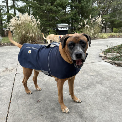 {petName}, a BR BOXER MIX Dog