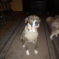 {petName}, a Brown, Dark-brown, Black, White boxer mix Dog