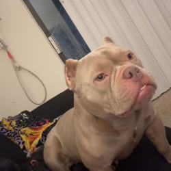 {petName}, a Apricot American Bully Dog