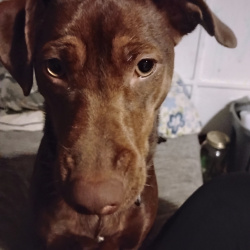 {petName}, a Tan, Red Miniature Pinscher Mix Dog